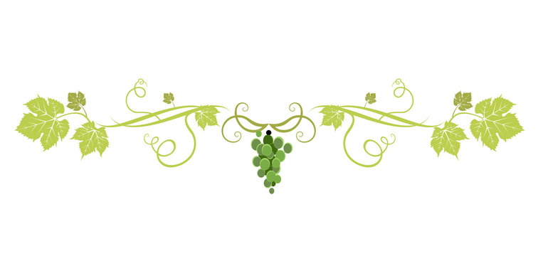 Green grape divider