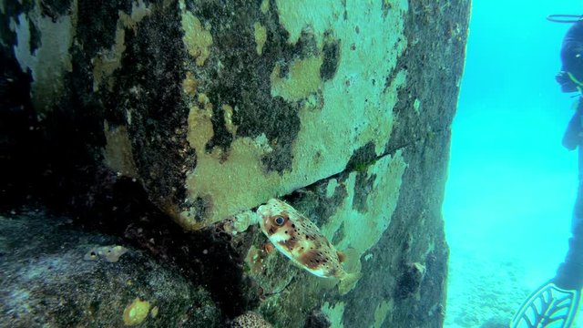 Blowfish or Tetraodontid swimming among artificial reef.