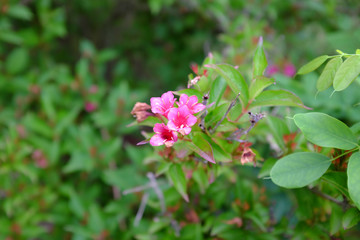 Weigela x hybdrid cv. Eva Supreme