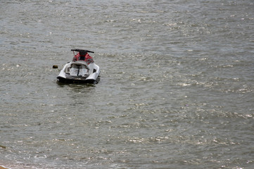 Vattenscotern på havet.