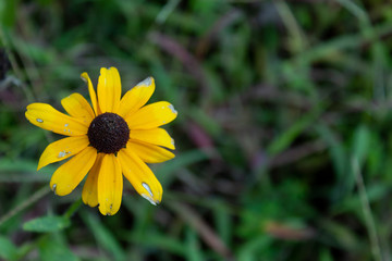 dying yellow flower