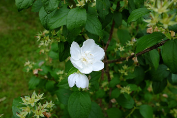 Philadelphus x virginalis
