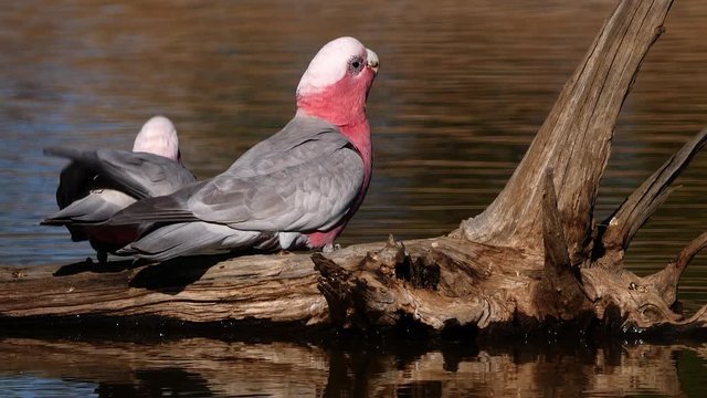 Two galah parrot birds drink from a pond in Australia.