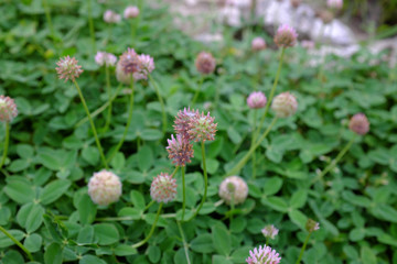 Trifolium fragiferum