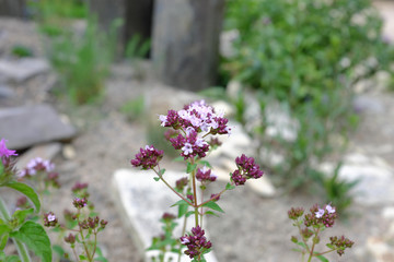 Origanum vulgare