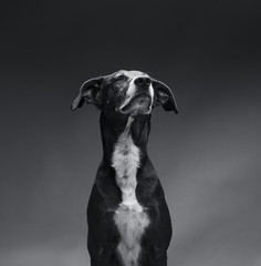 A picture of a noble dog, Eye-closing dog, picture of a beautiful dog, photo of a dog in black and...