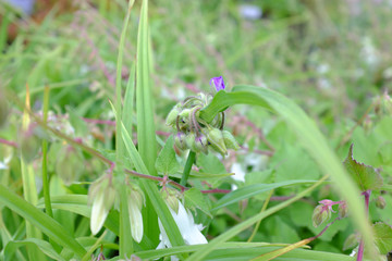Tradescantia x andersoniana