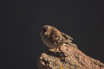 Petit oiseau, Cruz del Condor, Canyon del Colca, Pérou
