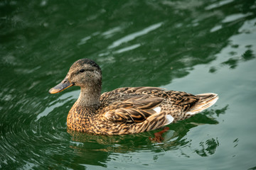 lake duck