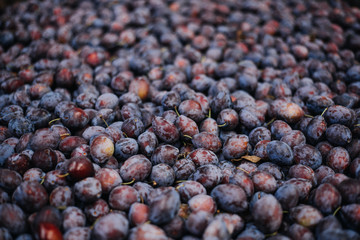 Farm fresh plums, organic healthy food