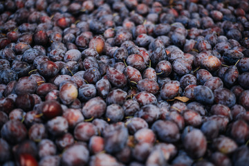 Farm fresh plums, organic healthy food