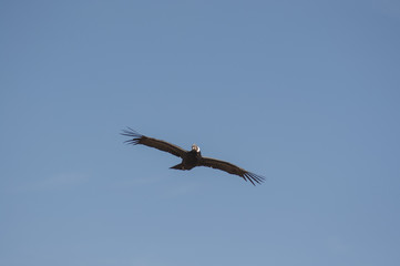Condor, Cruz del Condor, Canyon del Colca, Pérou