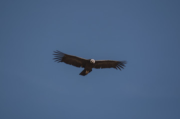 Condor, Cruz del Condor, Canyon del Colca, Pérou