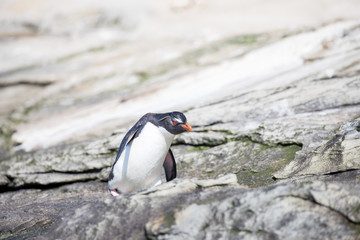 Fototapeta premium penguin in the arctic