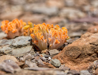 Harveya purpurea ssp sulphurea