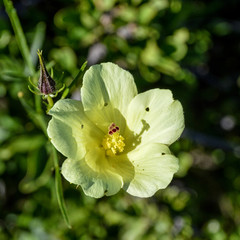 Hibiscus aethiopicus