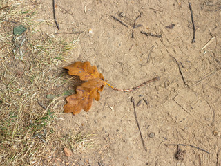 Fallen yellow oak leaves on the path, end of August