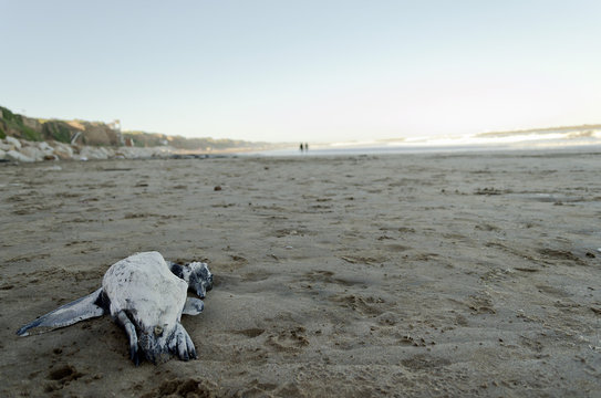 dead penguin on the beach
