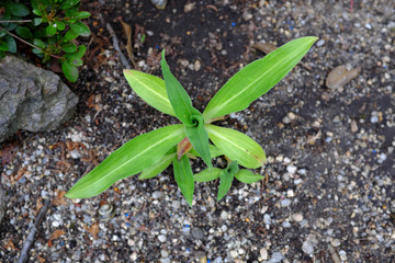 Gentiana tibetica, King