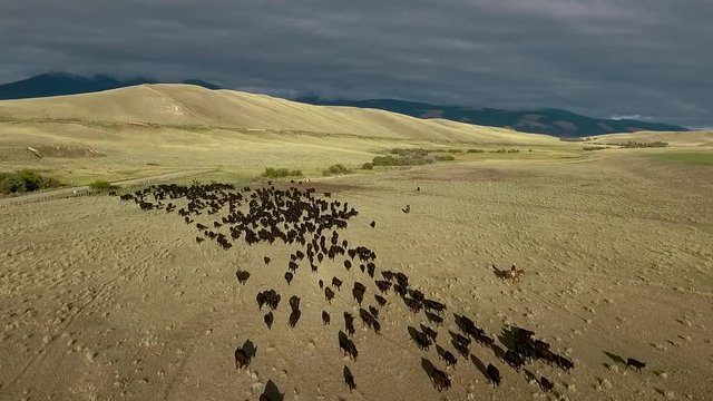 Amazing aerial over a western cattle drive on the plains of Montana.