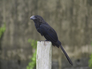 Anu-Preto