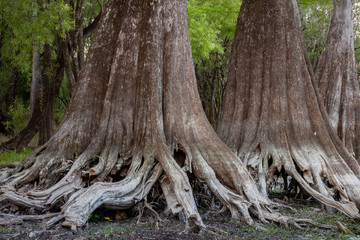 Close up of massive cypress tree trunks near Suwanee River