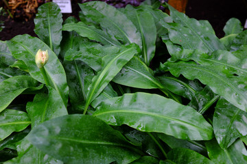 Scadoxus multiflorus subs. katherinae, Africa