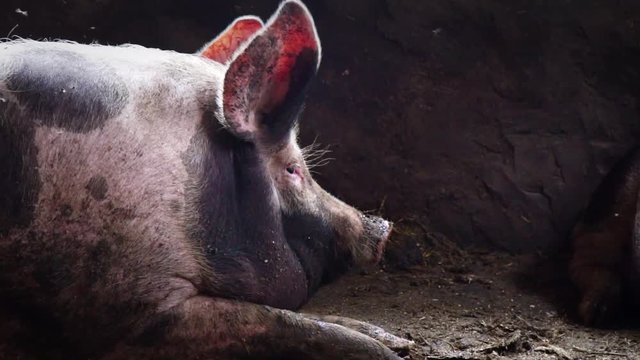 Big pig in a pigsty, spotty pig lies among the filth in the pigsty, sleeping pig, side view