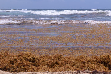 Mexican beaches in the  Caribbean are under tremendous stress. Sargasso invasion due to climate change and global warming is out of control. Fish population is being affected. 