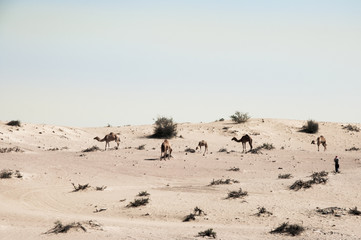 Camels in the desert