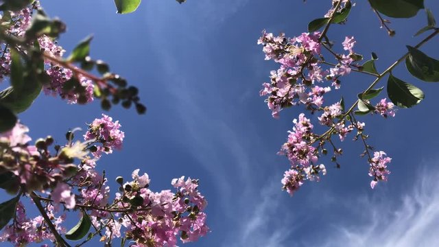 Tabebuia rosea is a Pink Flower neotropical tree and blue sky. common name Pink trumpet tree, Pink poui, Pink tecoma, Rosy trumpet tree, Basant rani.