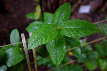 Ixora chinensis, Rubiaceae, China