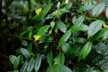 Ficus sagittata, Moraceae, Asia