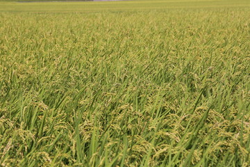 稲穂　水田　田んぼ　米