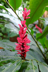 Alpinia purpurata, Zingiberaceae, Asia
