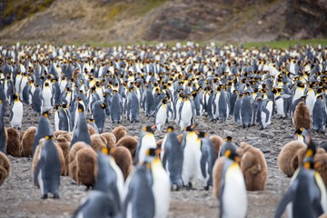 penguin in the arctic