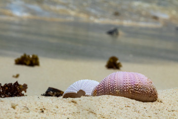 Sea urchin exoskeleton on sandy beach. Closeup on calcium details. They make beautiful decorative elements