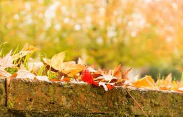 autumn leaves of october