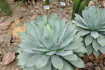 Agave potatorum, Agavaceae, Mexico