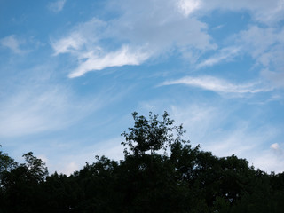 sky, tree, nature, clouds, landscape, blue, trees, cloud, summer, forest, green, grass, white, field, sunset, spring, cloudy, outdoors, sun, rural, meadow, outdoor, plant, light, park, wind, 