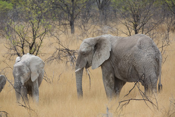 elephant in africa in a group