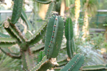 Cereus validus, Cactaceae, (Argentina, Bolivia)
