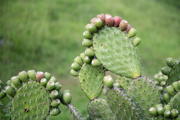 Cactus in mexico