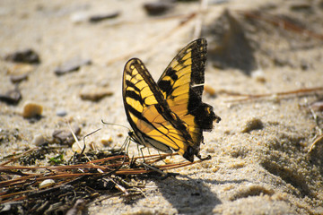 Fototapeta na wymiar golden Butterfly