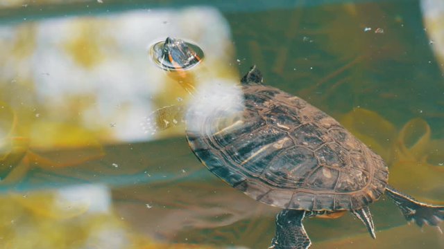 Turtle stuck her head out of the water. Turtle in the park in an artificial pond