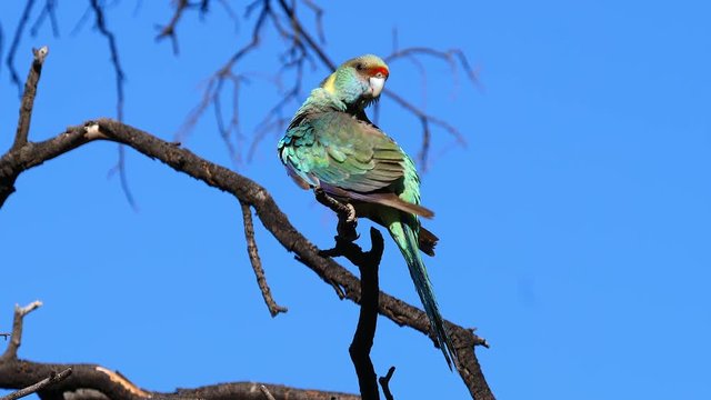 The Australian ringneck parrot bird sits and preens in a tree.