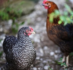 two hens, different color, chicken, free range