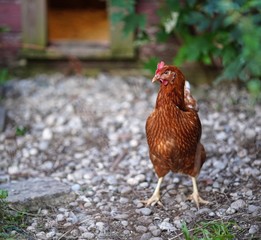 single brown hen, chicken, free range outside