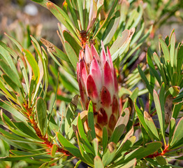 Protea repens