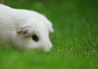 white guinea pig, feeding in the grass